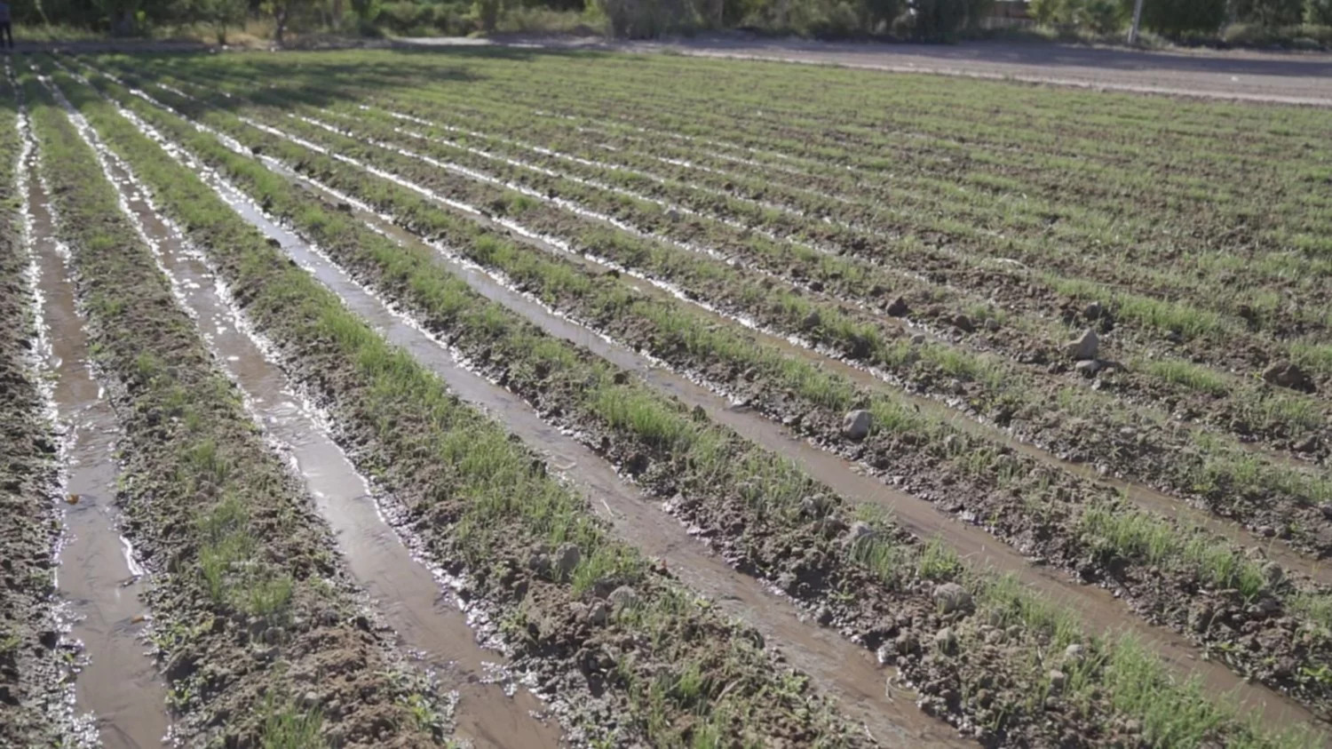 Parcelas de cultivo por Huarpe